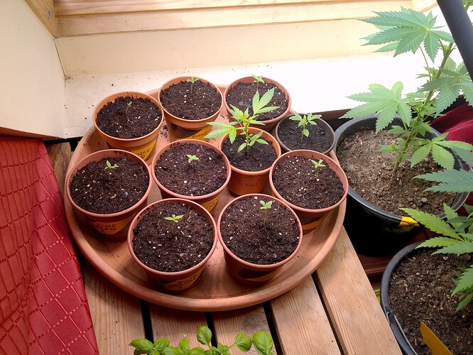 Eine Ansammlung von kleinen Cannabis-Sämlingen in Töpfen auf einem Untersetzer, daneben größere Pflanzen in größeren Töpfen.