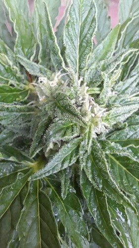 Growreport Bild 35