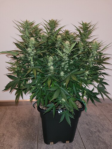 Growreport Bild 1
