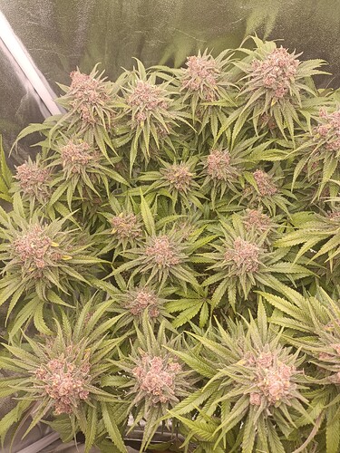 Growreport Bild 7