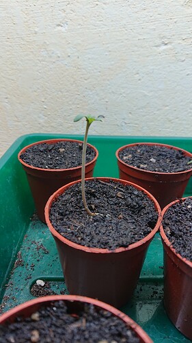 Growreport Bild 46