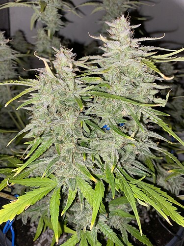 Growreport Bild 19