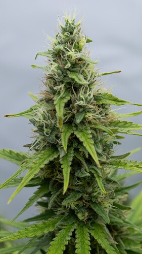 6. Blütewoche Mainbud