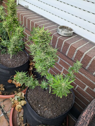 PXL_20240804_070755913