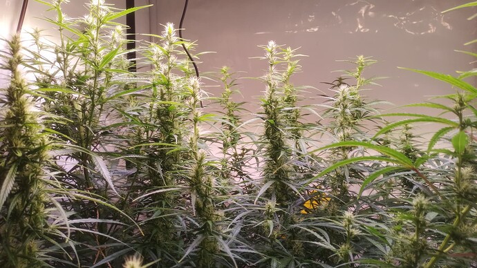 Growreport Bild 3