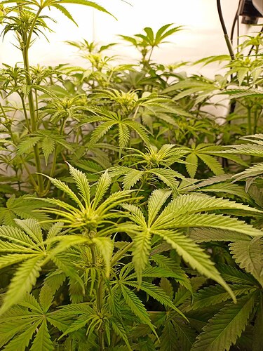 Growreport Bild 2