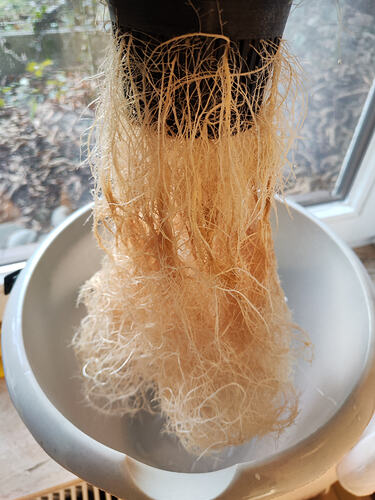 Growreport Bild 3