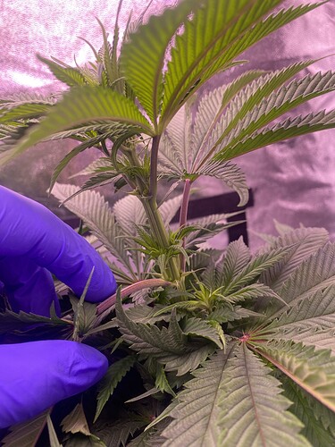 Growreport Bild 2