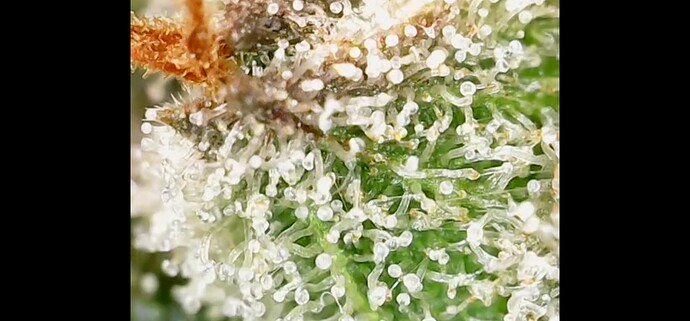 Growreport Bild 1