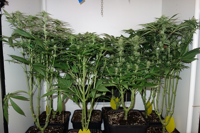 Growreport Bild 1