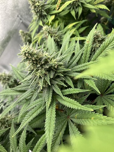 Growreport Bild 4