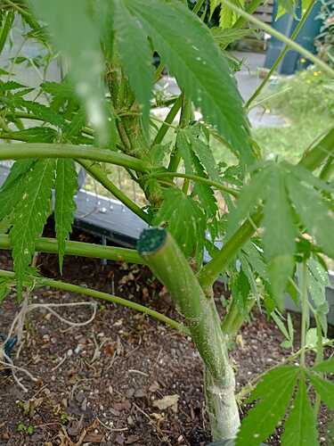 Growreport Bild 3