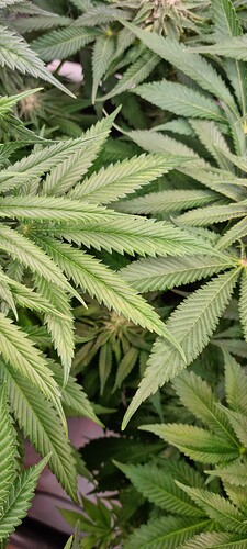 Growreport Bild 6