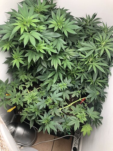 Growreport Bild 26