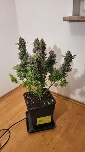 Growreport Bild 17