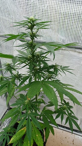 Growreport Bild 3