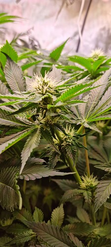 Growreport Bild 8