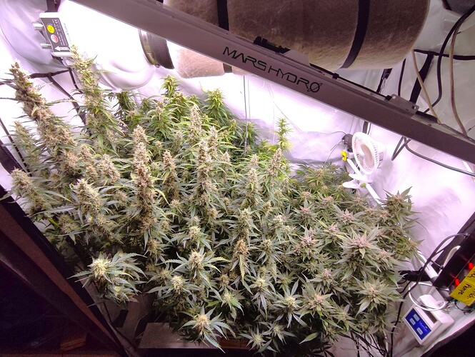 Growreport Bild 69