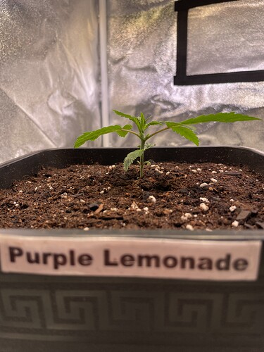 Growreport Bild 5