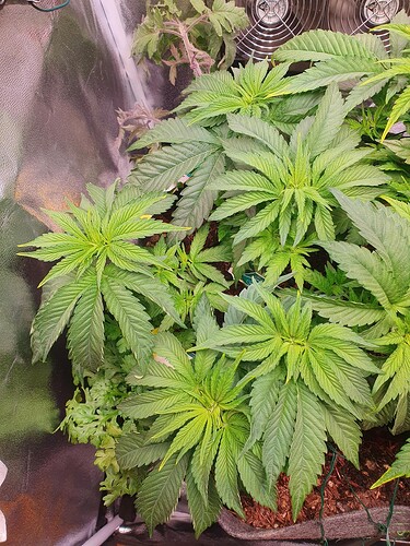 Growreport Bild 6