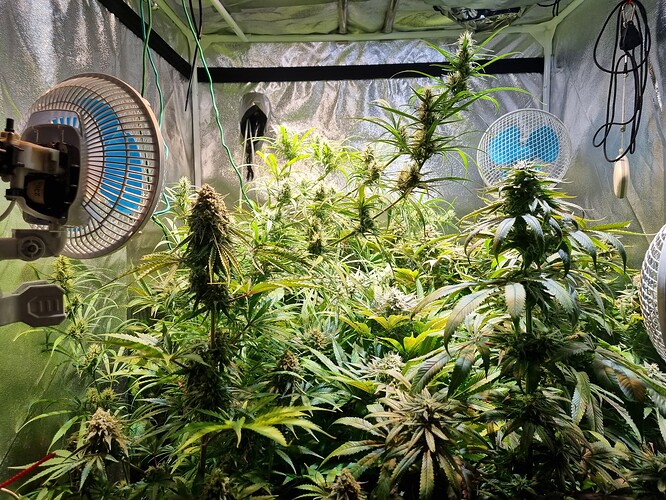 Mehrere Cannabis-Pflanzen in der Blütephase in einem Zelt, beleuchtet von oben und mit Ventilatoren zur Luftzirkulation.