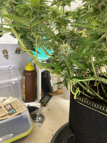 Growreport Bild 77