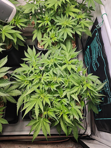 Growreport Bild 38