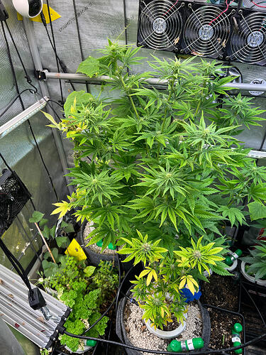 Growreport Bild 3