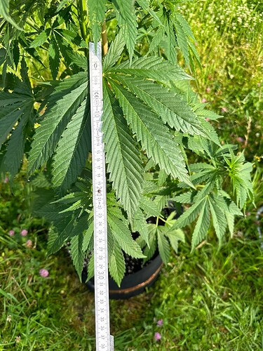 Growreport Bild 7