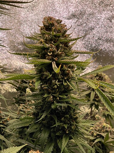 Growreport Bild 6