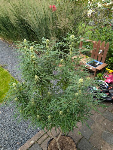 Growreport Bild 4