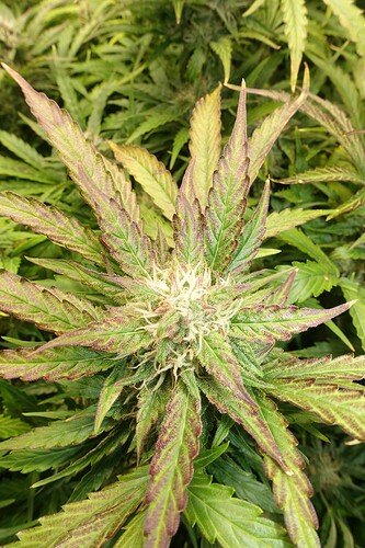 Growreport Bild 3