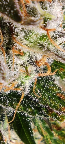 Growreport Bild 25