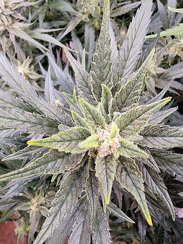 Growreport Bild 7