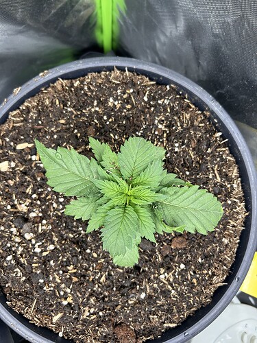 Growreport Bild 32