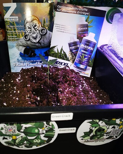 IMG_20250303_123750_edit_245987748357256