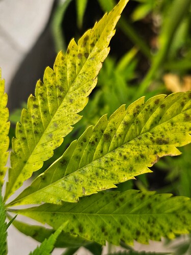 Growreport Bild 6