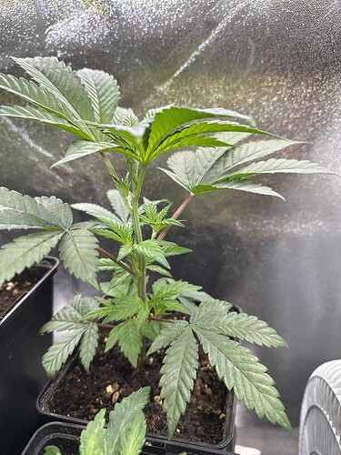 Growreport Bild 39