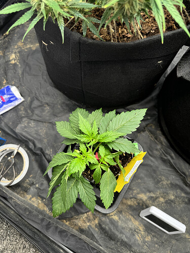 Growreport Bild 4