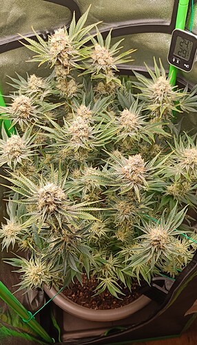 Growreport Bild 2