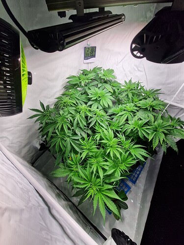 Growreport Bild 4