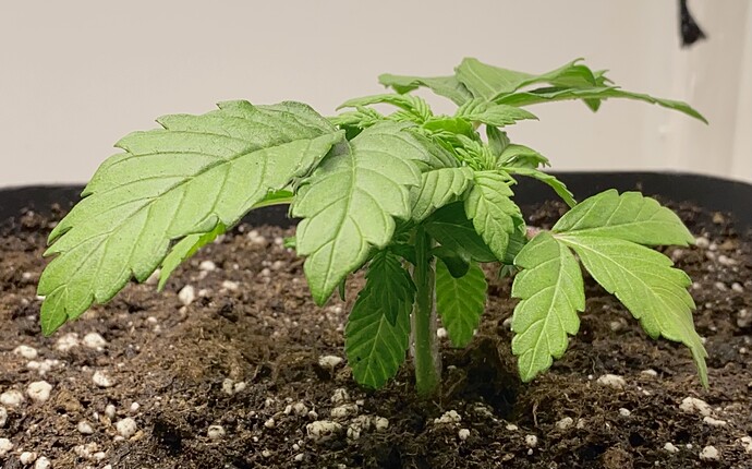 Growreport Bild 38