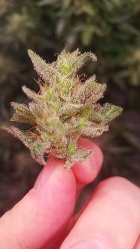 Growreport Bild 13