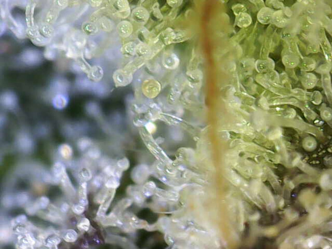 Growreport Bild 3