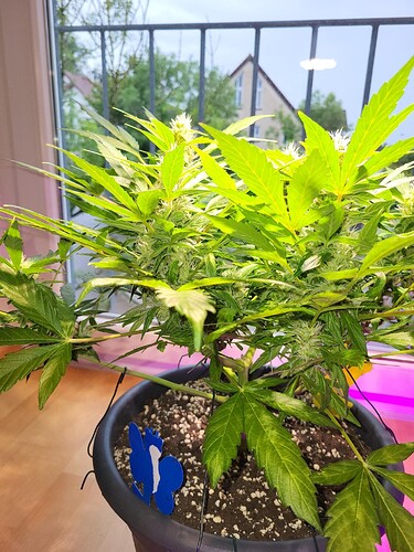 Growreport Bild 6