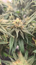 Growreport Bild 105