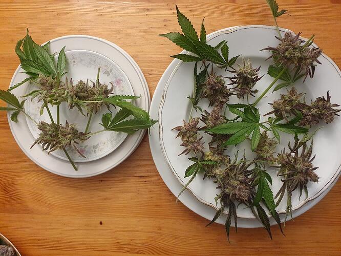 Growreport Bild 1
