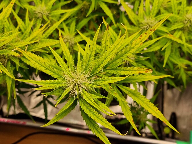 Growreport Bild 13
