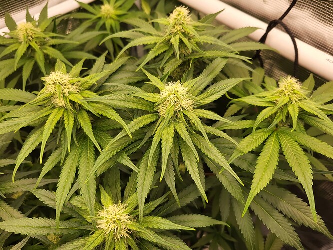 Growreport Bild 5