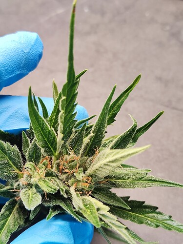 Growreport Bild 2